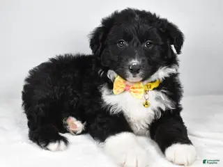 Mixed Breed dogs Poochie - Ad 33