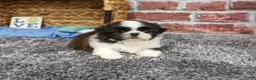 Shih Tzu dogs for sale: Abel - Ad 6