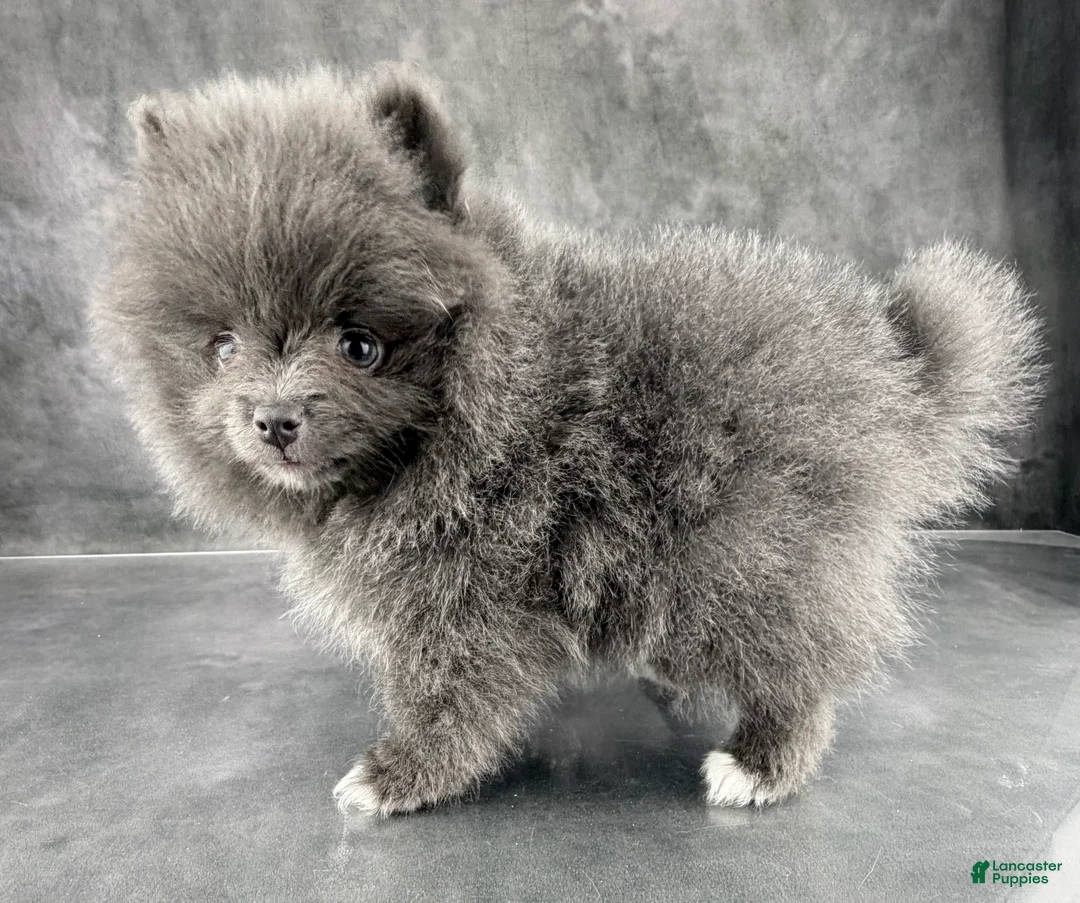 Pomeranian dogs for sale: Sky  - Ad 3