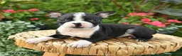 Boston Terrier dogs for sale: Bianca - Ad 4