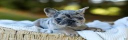 French Bulldog dogs for sale: Darla - Blue Merle - Ad 13