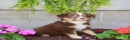 Australian Shepherd dogs for sale: Teddy - Ad 4