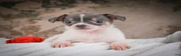 Chihuahua dogs for sale: Alex - Ad 10