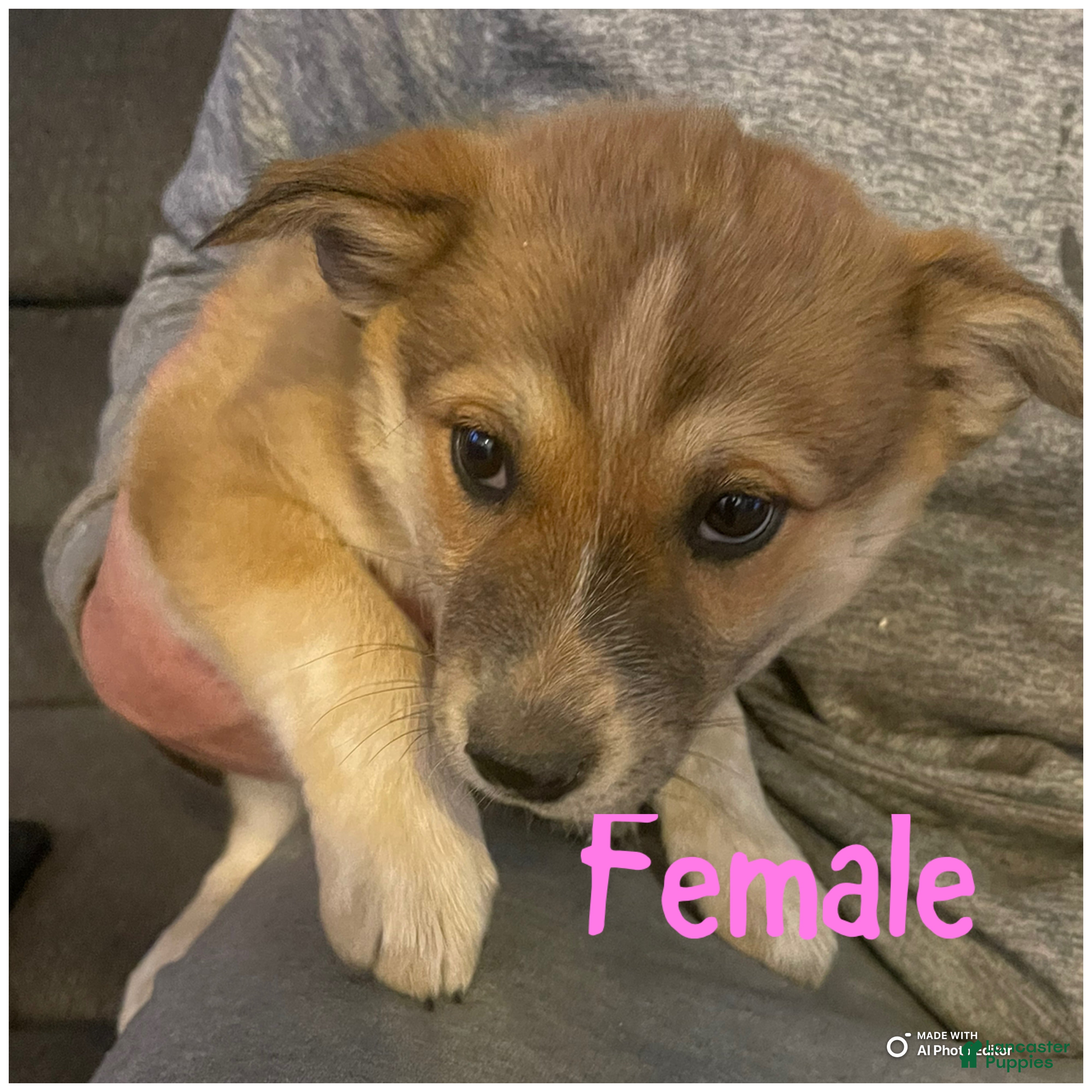 Mixed Breed dogs for sale: Mixed Breed Puppy 6 - Ad 1