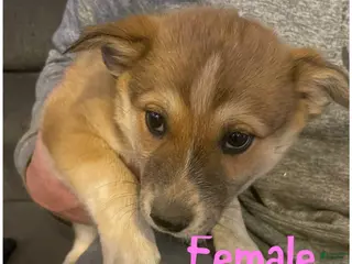 Mixed Breed dogs for sale: Mixed Breed Puppy 6 - Ad 1