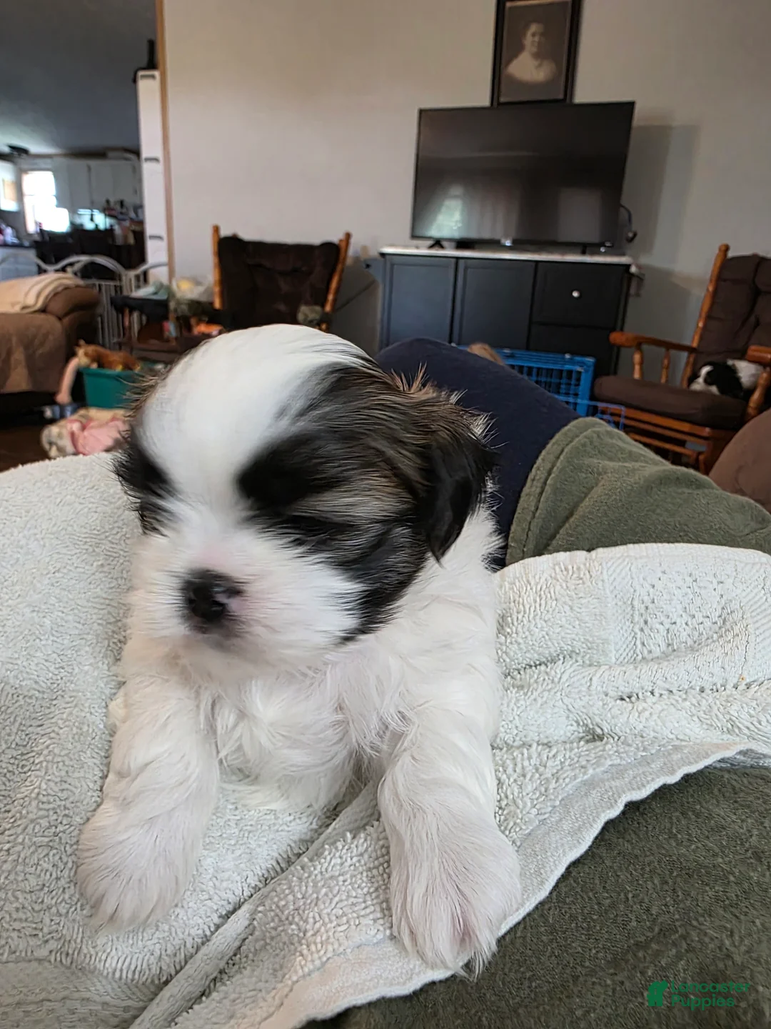 Mixed Breed dogs for sale: Mixed Breed Puppy 3 - Ad 2