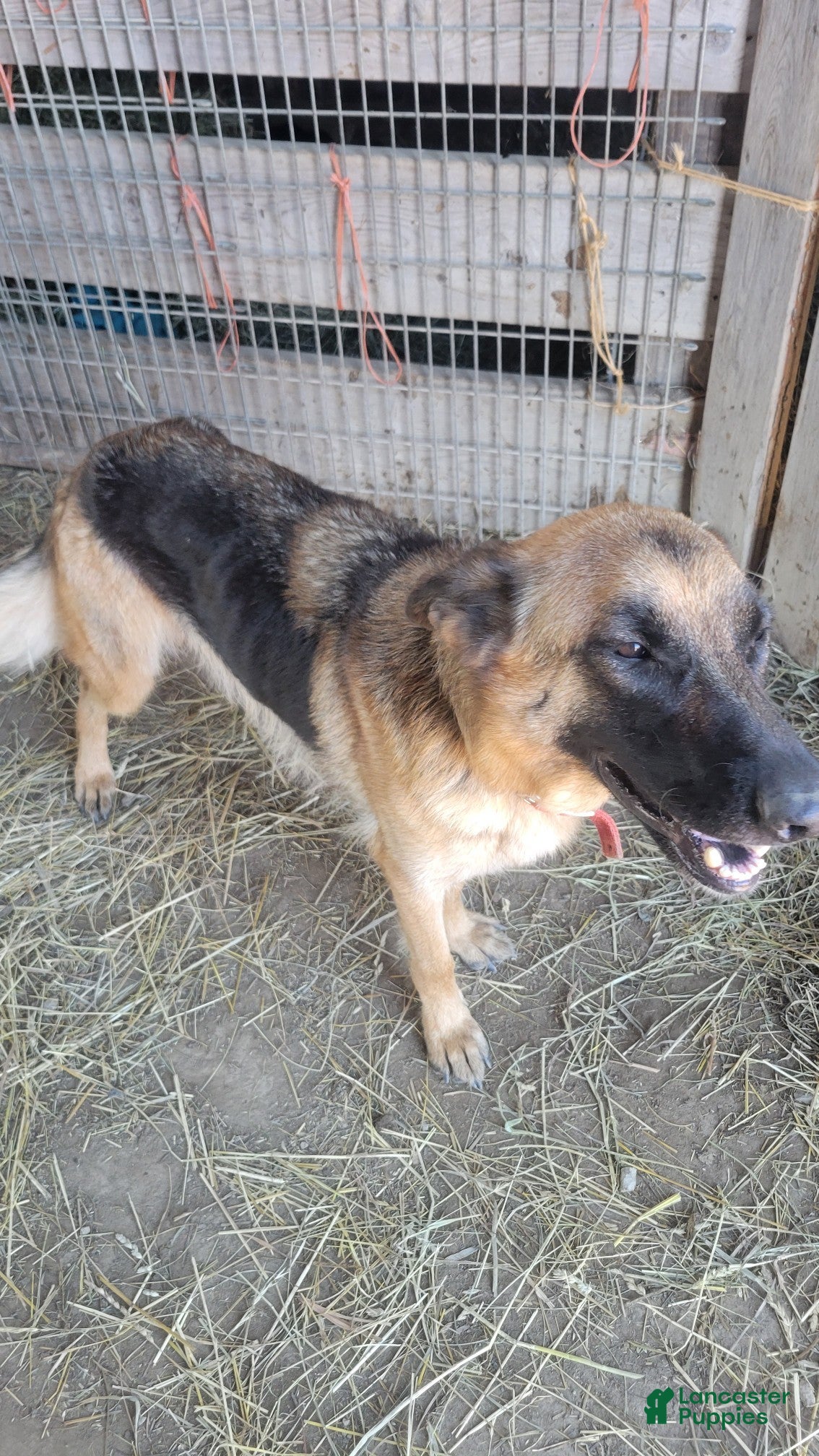 Golden Shepherd dogs Golden Shepherd Puppy Charlie - Ad 2