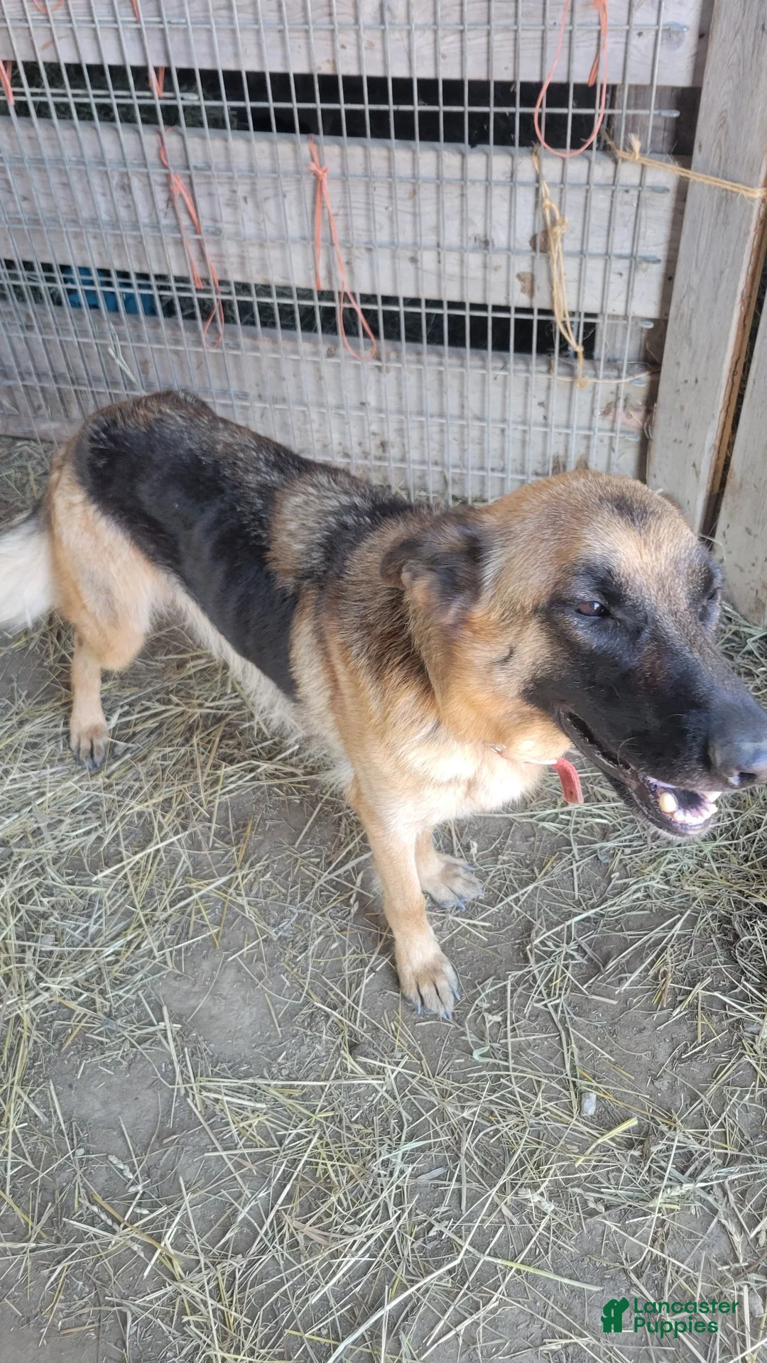 Golden Shepherd dogs for sale: Golden Shepherd Chet - Ad 2