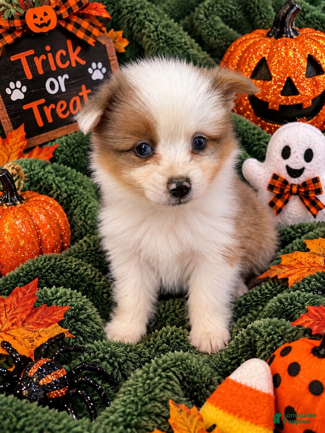 Lucy (Pomeranian, Female) in Hawesville, KY