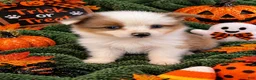 Pomeranian dogs for sale: Lucy - Ad 1