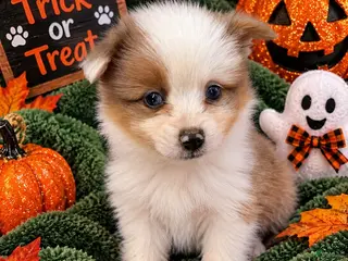 Pomeranian dogs Lucy - Ad 3