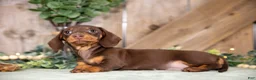 Miniature Dachshund dogs for sale: Aster - Ad 2