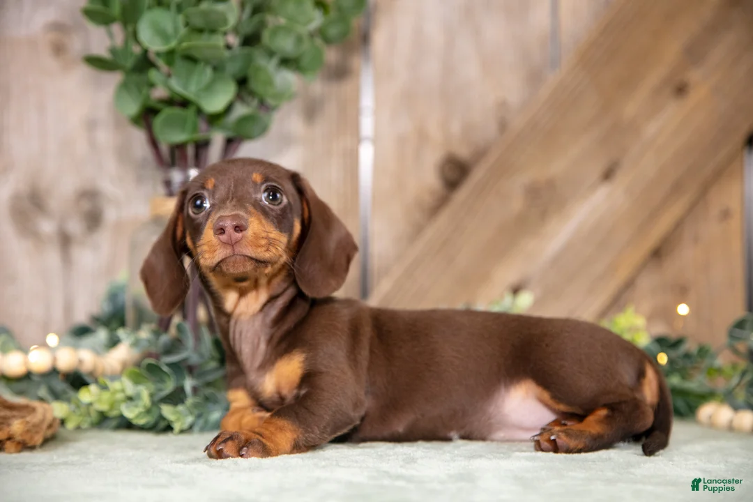Miniature Dachshund dogs for sale: Aster - Ad 2