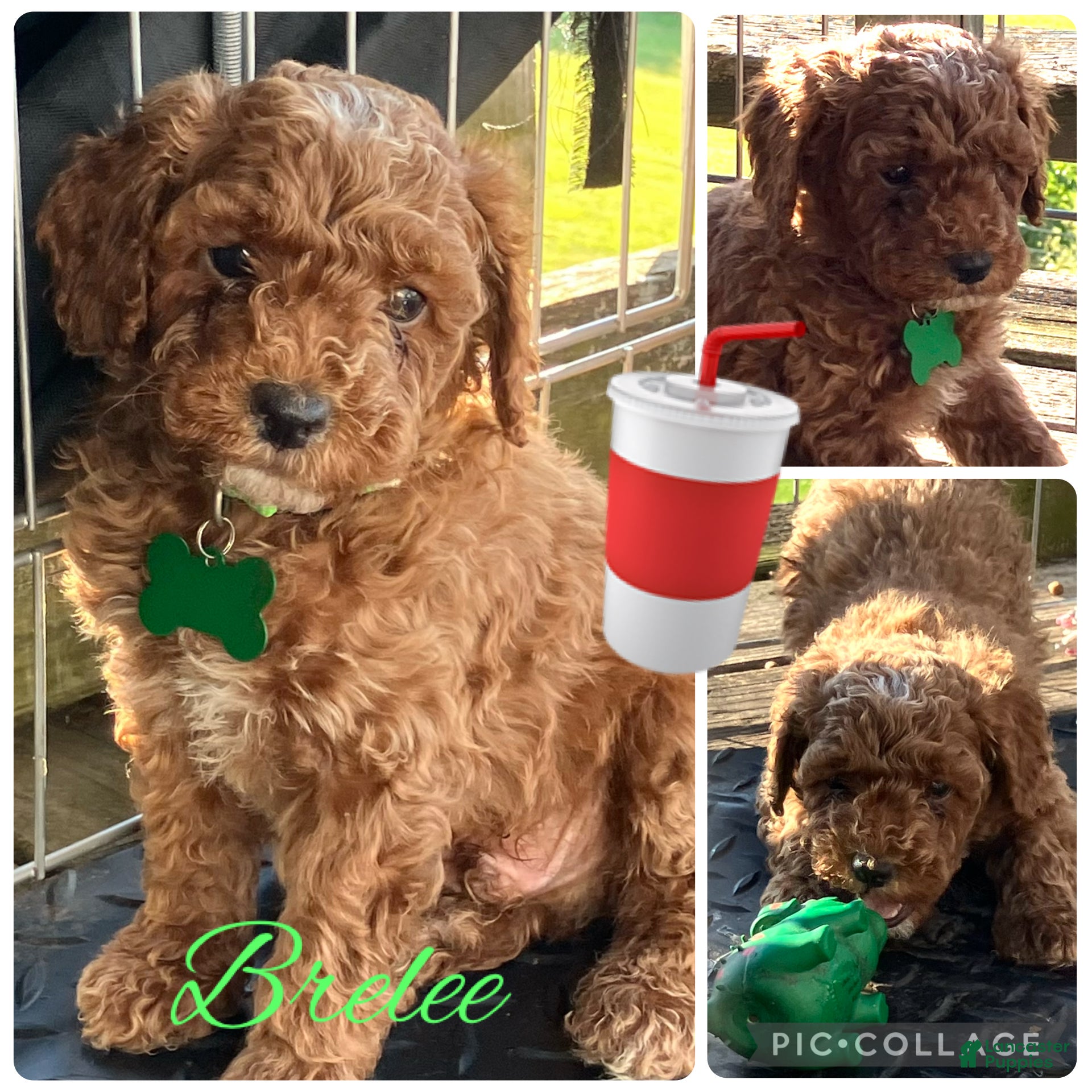 Miniature Poodle dogs Brelee - Ad 1