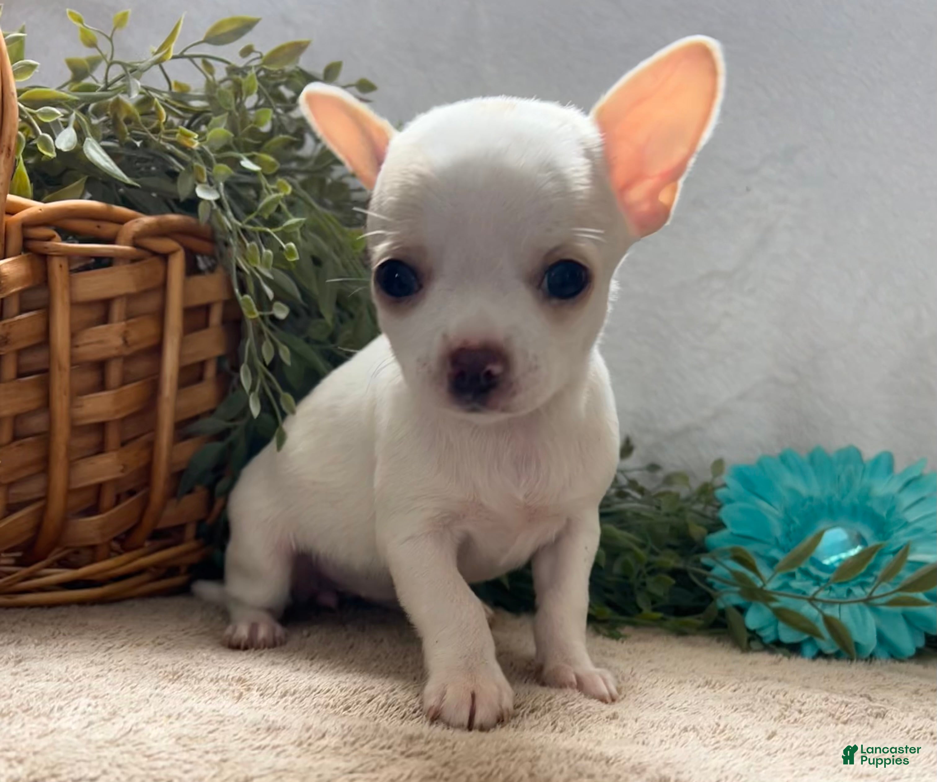 Chihuahua dogs Zoe - Ad 1