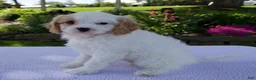 Cavapoo dogs for sale: Darla - Ad 3