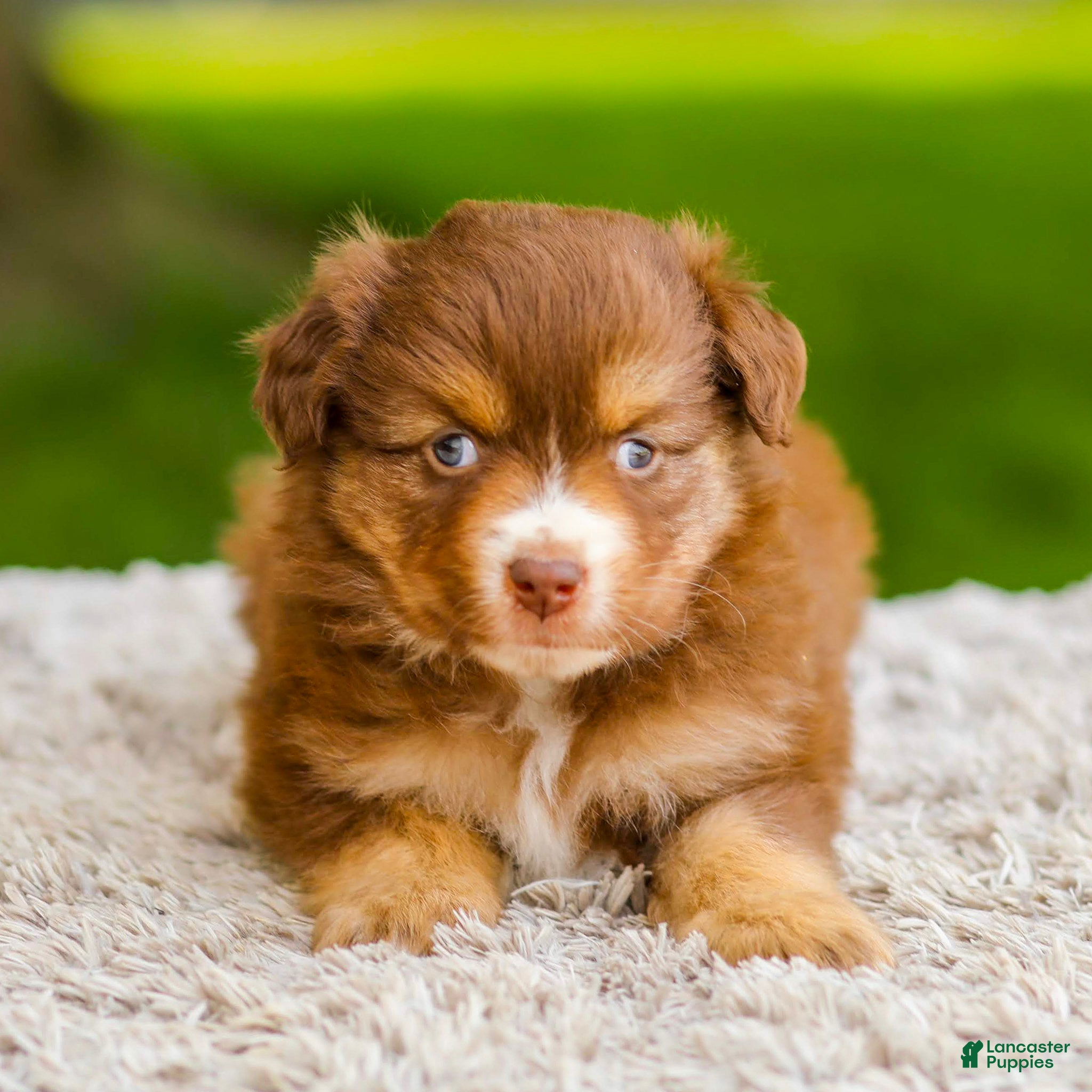 Miniature Australian Shepherd dogs Millie - Ad 1