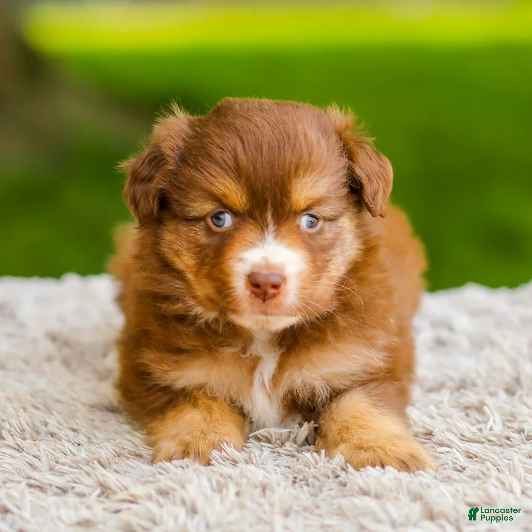 Miniature Australian Shepherd dogs for sale: Millie - Ad 1