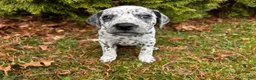 Mixed Breed dogs for sale: 🐊Croc Dalmatian/GSP - Ad 5
