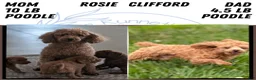Toy Poodle dogs for sale: Waneta - Ad 11