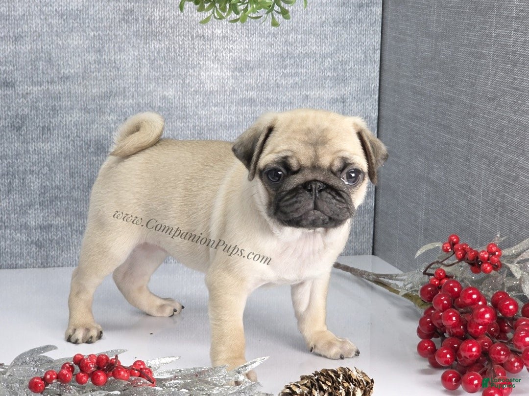 Pug dogs for sale: Marie Soft, Sweet, Playful Pug Pup! Great Christmas Present! - Ad 17