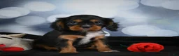 Cavalier King Charles Spaniel dogs for sale: Clyde - Ad 3