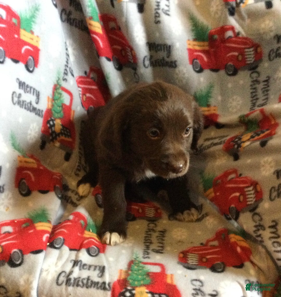 Mixed Breed dogs for sale: Mae - Ad 1