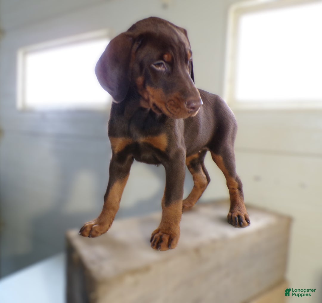 Doberman Pinscher dogs for sale: Doberman Pinscher Puppy 2 Bella - Ad 1