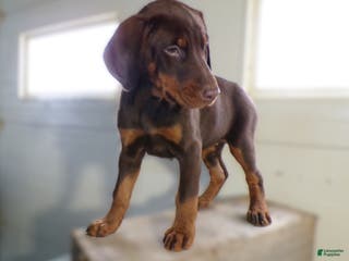 Doberman Pinscher dogs Doberman Pinscher Puppy 2 Bella - Ad 38