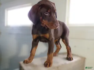 Doberman Pinscher dogs Doberman Pinscher Puppy 2 Bella - Ad 33