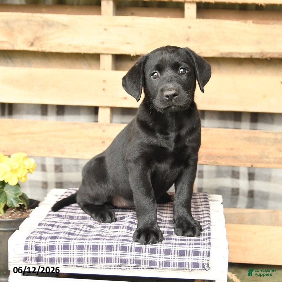 Labrador Retriever dogs Joy - Ad 1