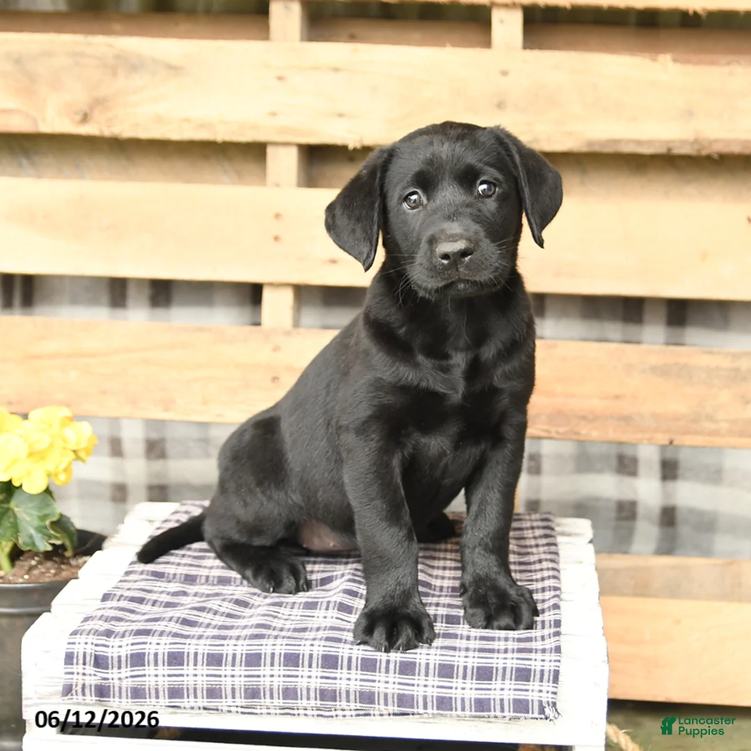 Labrador Retriever dogs for sale: Joy - Ad 1