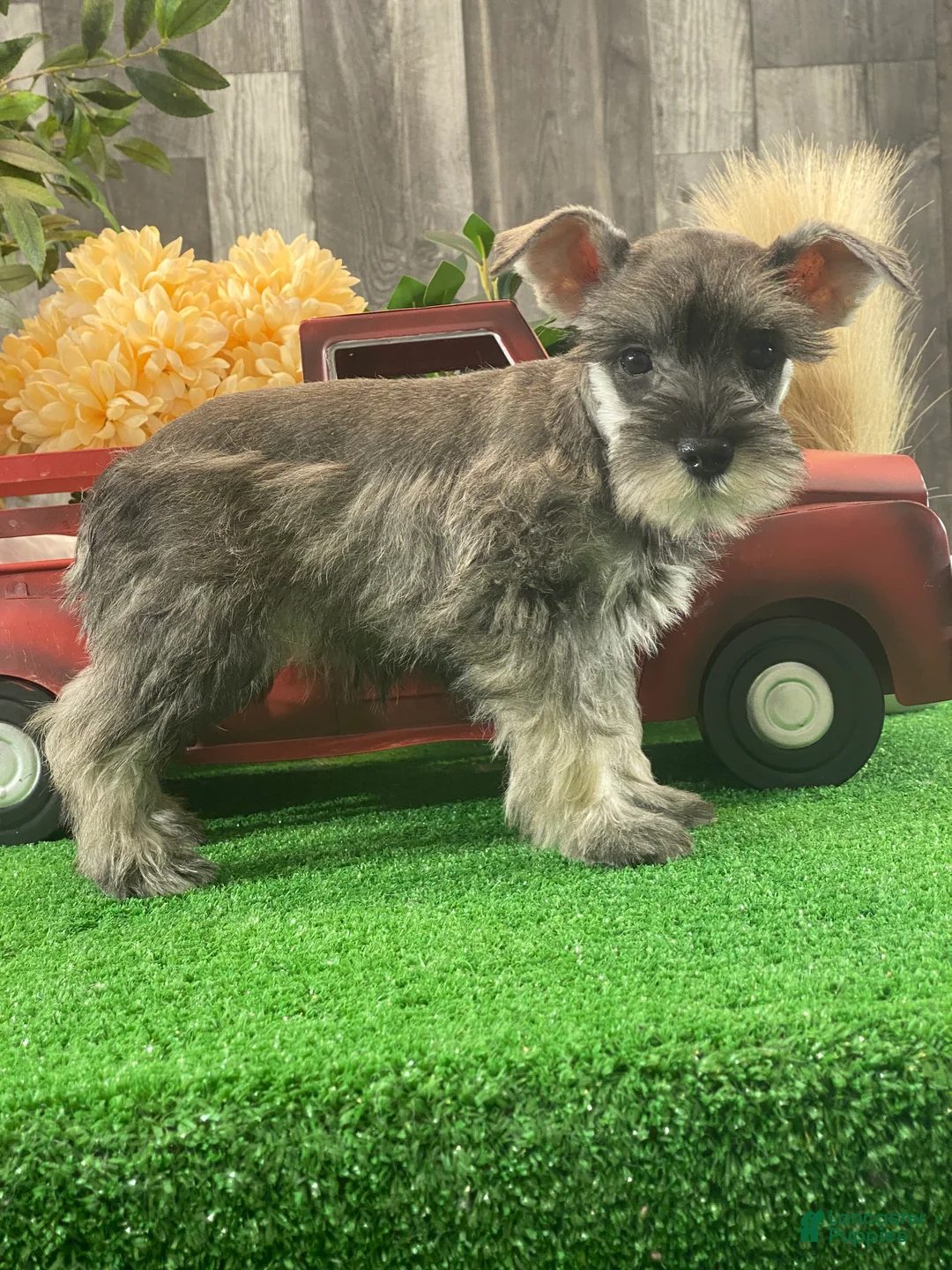 Miniature Schnauzer dogs for sale: Kira - Ad 5