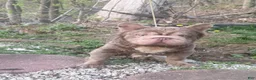 French Bulldog dogs for stud: Golden bulls  - Ad 6