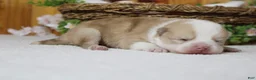 Pomsky dogs for sale: Merrick  - Ad 7