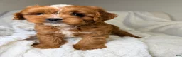 Cavapoo dogs for sale: Cosmo - Ad 7