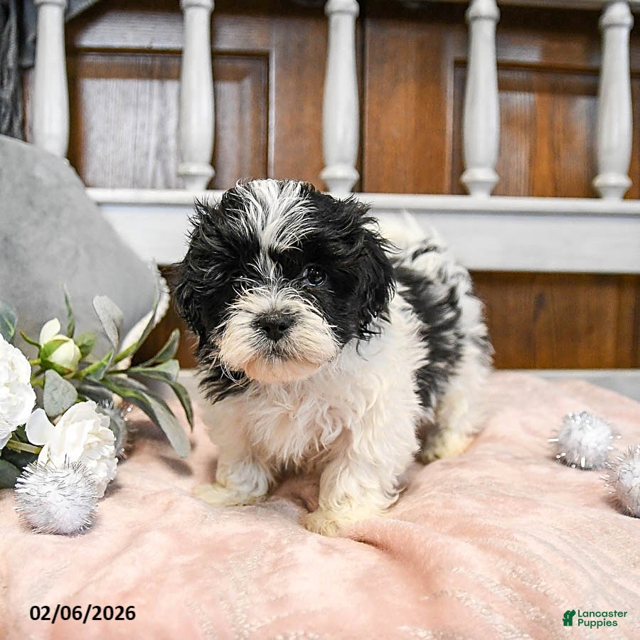 Teddy Bear dogs Valentine - Ad 35