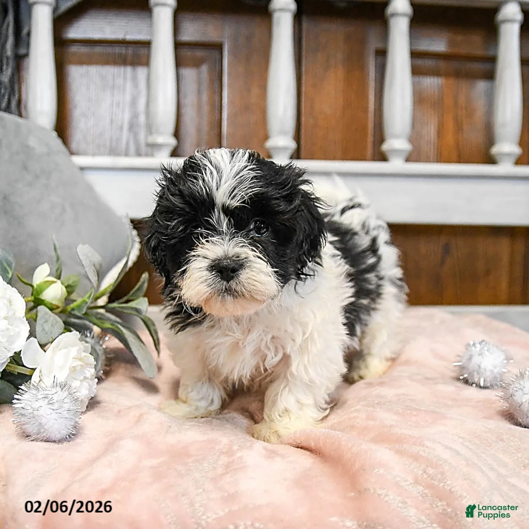 Teddy Bear dogs for sale: Valentine - Ad 1