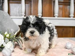 Teddy Bear dogs Valentine - Ad 35