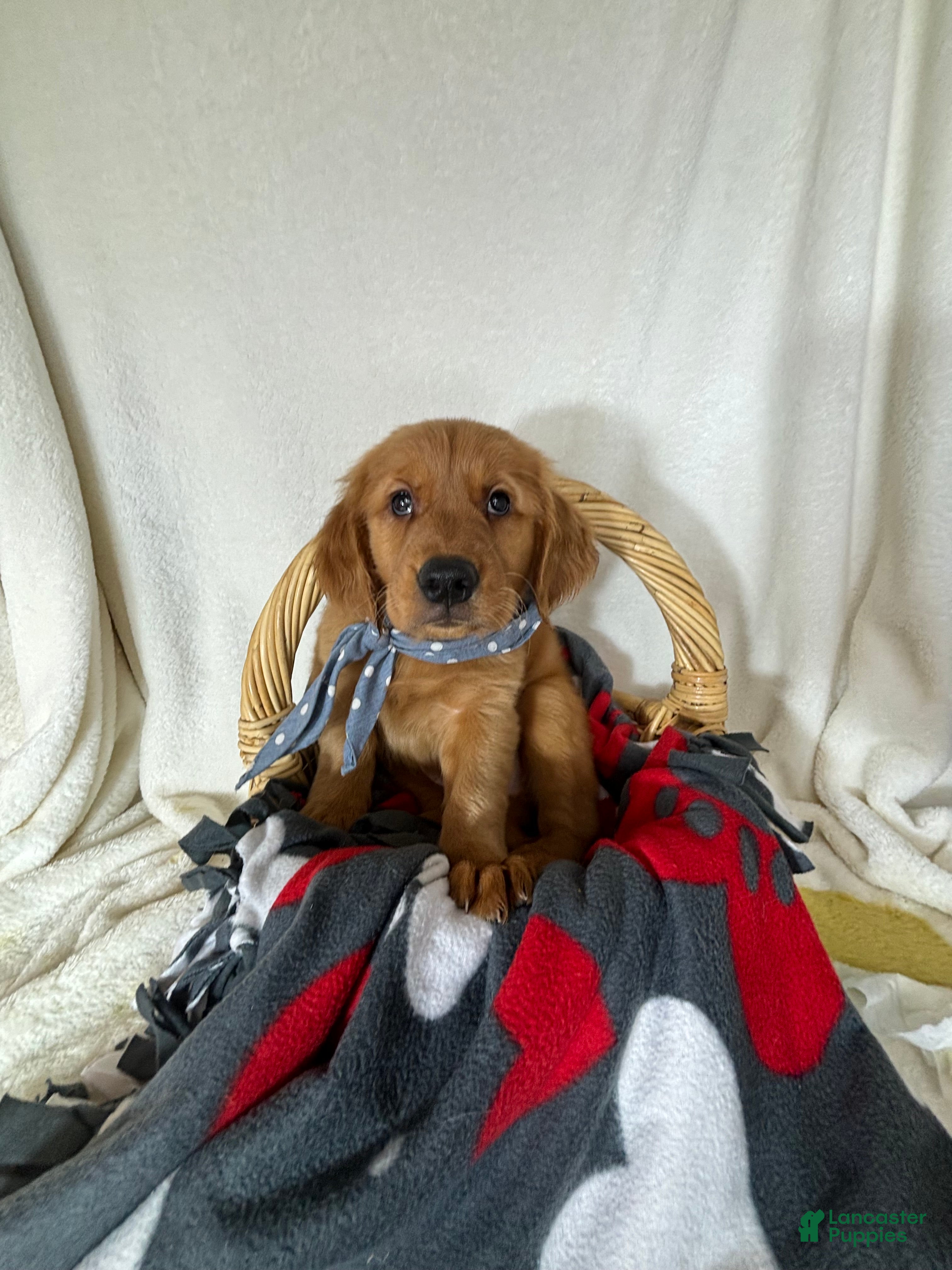 Golden Retriever dogs Cooper - Ad 36
