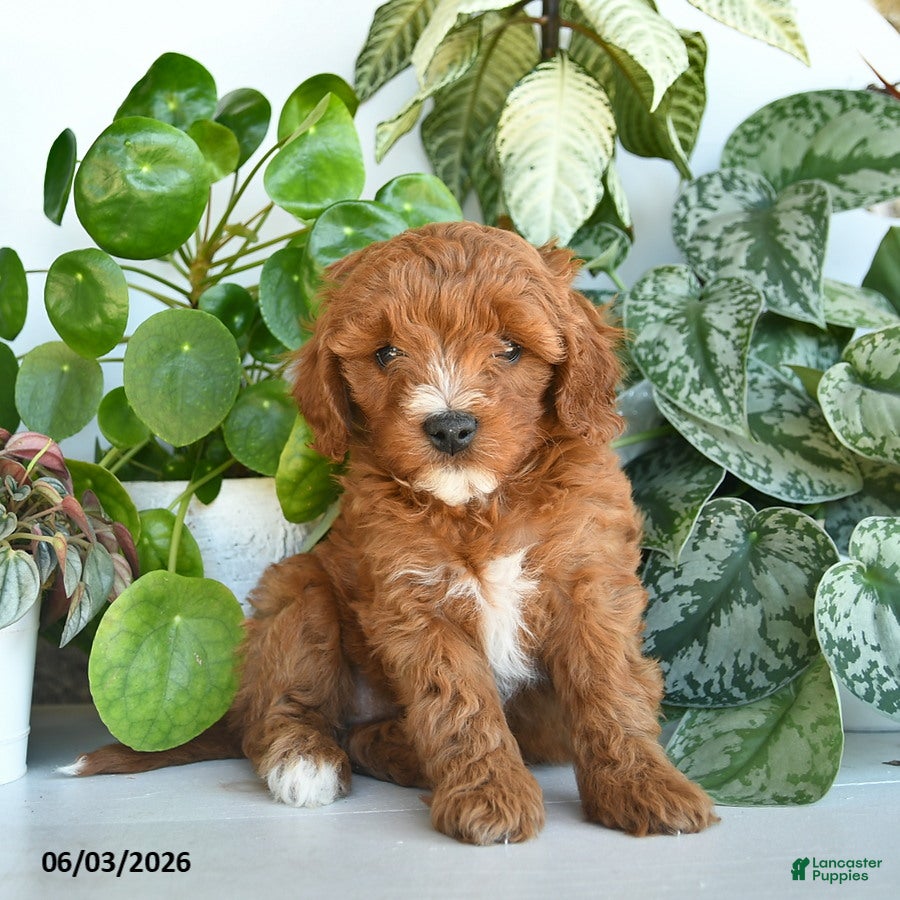 Cavapoo dogs for sale: Liberty  - Ad 2
