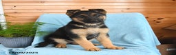 German Shepherd dogs for sale: Jojo - Ad 2