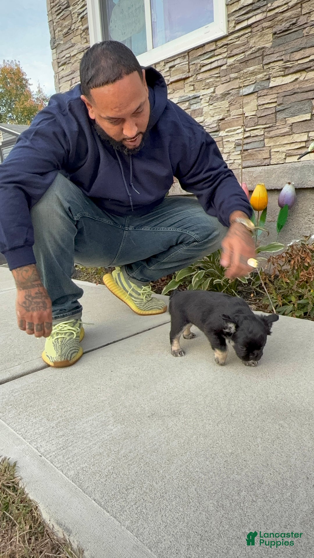 French Bulldog dogs for sale: French Bulldog Puppy 2 - Ad 2