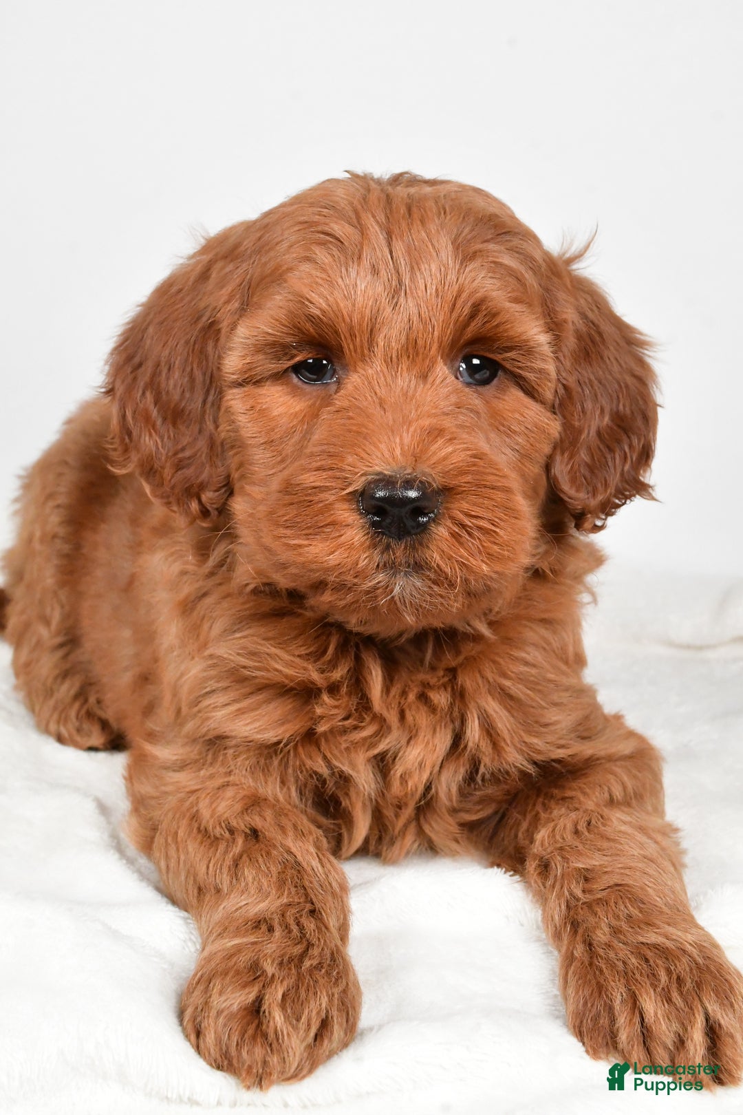 Goldendoodle dogs for sale: Patty-medium size  - Ad 10