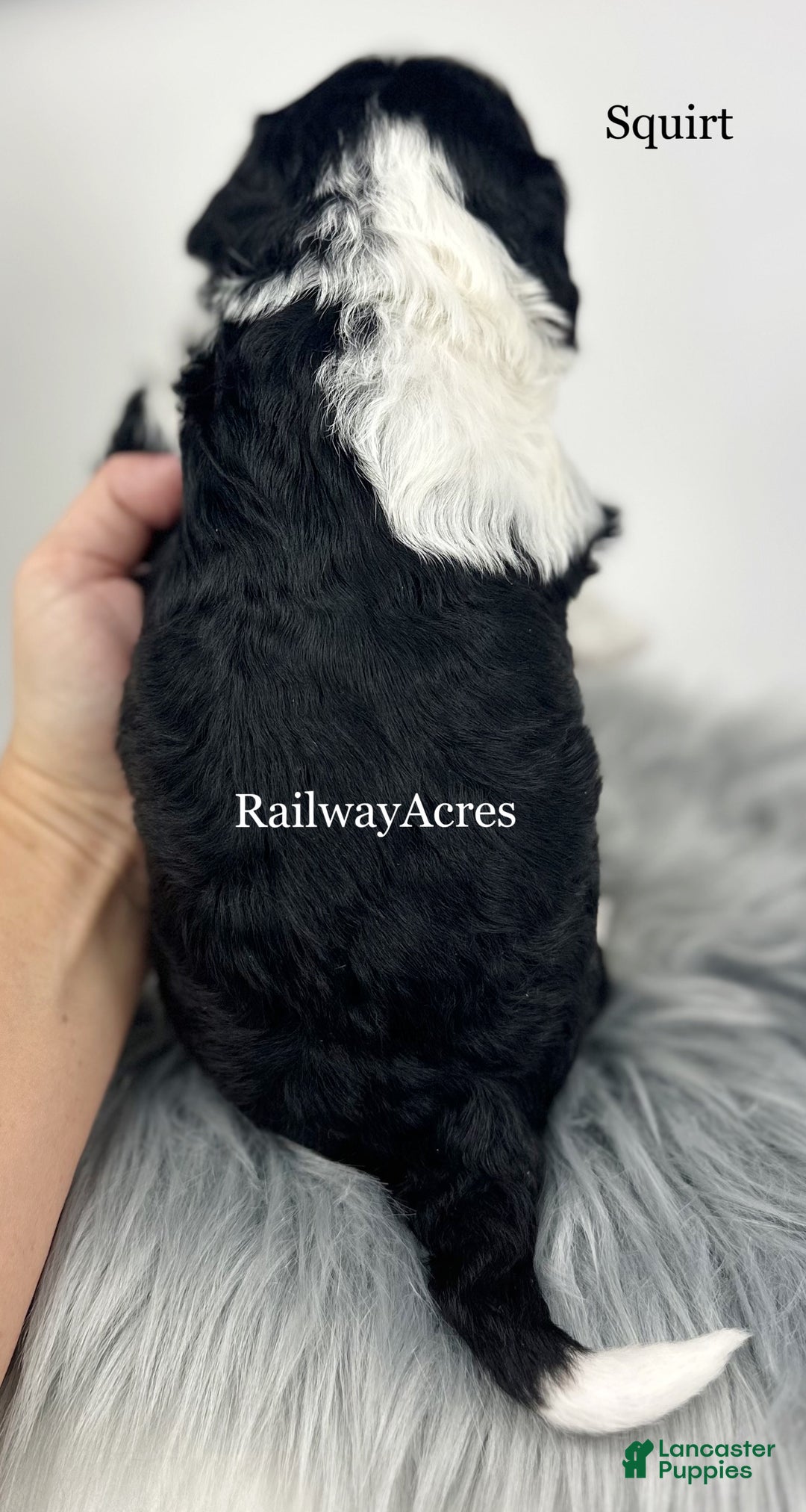 Mini Bernedoodle dogs for sale: Squirt - Ad 4