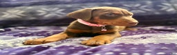 Doberman Pinscher dogs for sale: Ginger  - Ad 3