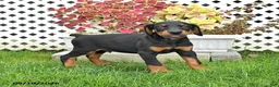Doberman Pinscher dogs for sale: Prince   - Ad 3