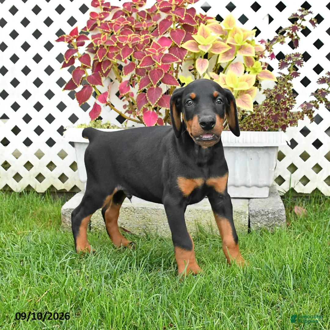 Doberman Pinscher dogs for sale: Prince   - Ad 3