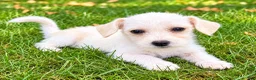 Westiepoo dogs for sale: Rosie - Ad 3