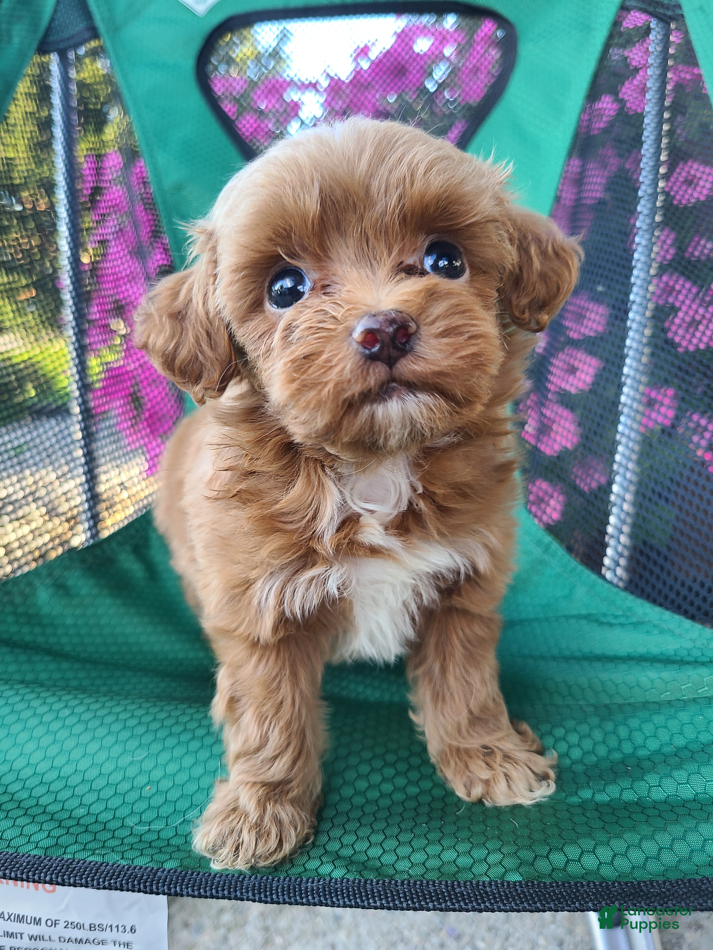 Lhasapoo dogs Cody - Ad 1